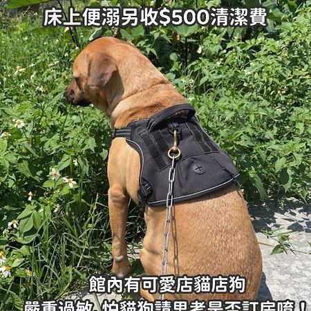 缽割貓點點 青旅 Diandian Hostel Puli Kültér fotó
